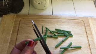 Horse tail plant Equisetum Hyemale Propagation from cuttings [upl. by Ahsirpac]