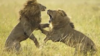 Male Lions Fights  2015 HD [upl. by Ayahsal]