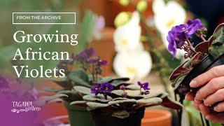 Growing African Violets by Tagawa Gardens [upl. by Larine]