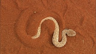 Terrifying The Venomous Sidewinder Snake Slithers at 18 MPH [upl. by Harrietta]