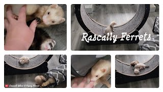 Rascally Ferrets [upl. by Rockwell]