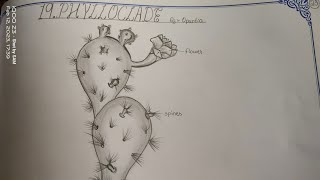 Drawing PHYLLOCLADEOPUNTIA in easy steps TheLefthandedArtist phylloclade opuntia inter [upl. by Nebe]