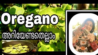 How to make Oregano at homeഒറിഗാനോ വീട്ടിൽ തയ്യാറാക്കാം Lottakutch Recipe Appus kitchen [upl. by Bolitho]