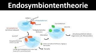 Endosymbiontentheorie Theorie zur Entstehung von Chloroplasten amp Mitochondrien [upl. by Sathrum]