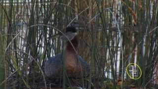 Red necked Grebes Podiceps grisegena [upl. by Kyne]