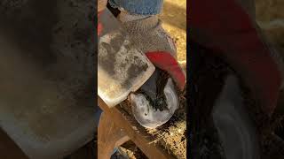 Awesome hoof trimming video丨ASMR丨Donkey hoof cutting sound [upl. by Ydnagrub]