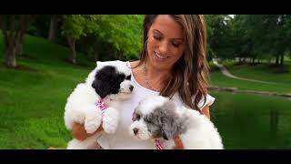 ValleyView Sheepadoodles a small sheepadoodle breeder in Missouri [upl. by Belamy876]