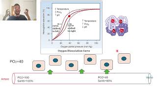 12Difference arterio veineuse en O2 [upl. by Adrial866]