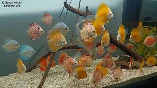 discus fish for sale in Kerala [upl. by Aicertap515]