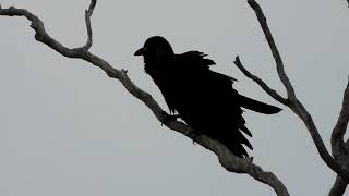 Australian Raven seen along the Devon Park Boundary Road [upl. by Ayimat553]