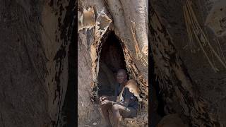 The amazing baobab home of Hadzabe tribe [upl. by Wahs]