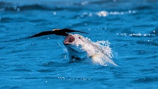 Un poisson gobe un oiseau en plein vol  ZAPPING SAUVAGE [upl. by Sosna]