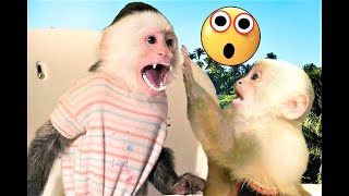 How Monkeys Really Play  Capuchin Monkey  Pet Monkey [upl. by Ahsiel]