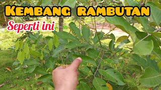 berkah musim hujan kembang rambutan muncul lagi [upl. by Lisabeth341]