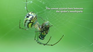 Orb Weaver Catching amp Eating Prey Plant Bug amp Candystriped Leafhopper [upl. by Eyk]