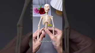 The human body model structure satisfies childrens curiosity It allows children to understand [upl. by Alisan218]