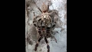 Mating African rearhorned baboon tarantula  Ceratogyrus darlingi [upl. by Jorie]