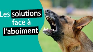 Comment stopper les aboiements de mon chien 1  Dr COZ [upl. by Germana552]