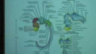 Behavioral Neuroscience Lab Lec 1 Psychology 116 UCLA [upl. by Hgielrac307]