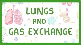 GCSE Biology  Gas Exchange and Lungs 26 [upl. by Rurik]