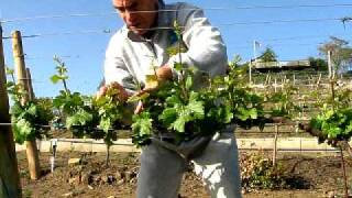 Thinning New Shoots of Young Grapevines in the Vineyard [upl. by Sherlock]