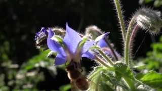 Why Borage Borage and Bees in my Organic Garden [upl. by Hcirdeirf]