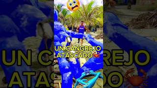 ayudo a un cangrejo gigante viral viralvideo youtubeshorts shortvideo [upl. by Madden671]