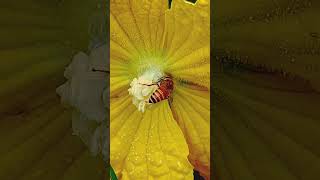 Honey Bee on a yellow flower   flowers shortvideo shorts nature [upl. by Rabaj]