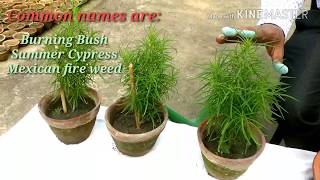 कोचीया बीज से कैसे उगाएं How to grow Kochia from Seeds [upl. by Campy]