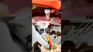 Tom sings dentist cat use popcorn for rotten teeth [upl. by Samuella]