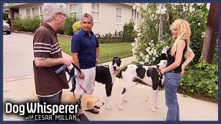 Cesar Helps Dominant Great Dane Manage His Aggression  S4 Ep 5  Dog Whisperer With Cesar Millan [upl. by Suidualc788]