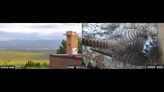 Female American Kestrel defends newly hatched chick from European Starling [upl. by Enrobyalc]