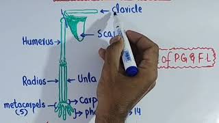 Appendicular Skeleton amp its parts  Human Skeleton  10th Bio Chp 13 Lec 03 [upl. by Htiffirg]