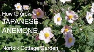 How to grow Japanese Anemone [upl. by Emersen]