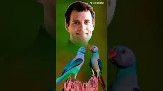 O Rahul Tere Sang chalugi rahulgandhi cm news viral congress ashokga [upl. by Donalt]