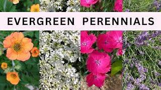 Top 10 Colorful Flowering Evergreen Perennials [upl. by Hammerskjold]