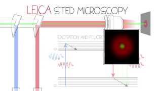 STED Confocal SuperResolution  Leica TCS SP8 STED 3X [upl. by Rodgiva902]