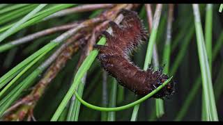 imperialis cecropia and regalis caterpillars  3rd instar feeding [upl. by Madanhoj938]