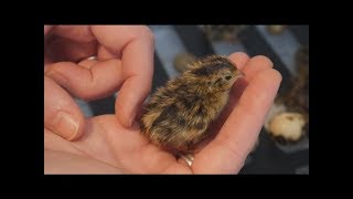 Quail Chronicles Episode 6 Coturnix Quail Hatching And Brooder [upl. by Sunderland]