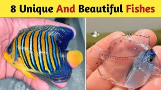 8 Most Unique Fishes in the world 🌎 Beautiful Fishes in the World👆✨ [upl. by Gerry]