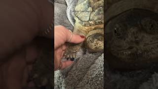 ADORABLE pet COMMON SNAPPING TURTLE likes his scaly feet petted [upl. by Oicirbaf601]