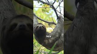 Sloths vs Dolphins Breath fact facts sloths dolphin animals [upl. by Oppen]