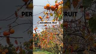 Persimmon 🧡 fruitpicking persimmonfarm newzealand [upl. by Nnaed387]