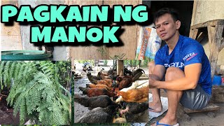 PAGKAIN NG MANOK  NATIVE CHICKEN  HOW TO FEED CHICKEN [upl. by Mcgruter172]