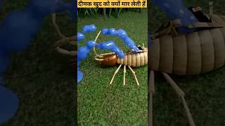 दीमक खुद को क्यों मार लेती हैं  Why Termites Exploide shorts ytshorts [upl. by Coats494]