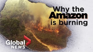 Amazon forest fire What it tells us about deforestation [upl. by Ishmul]