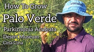 How To Grow Palo Verde Tree  Parkinsonia Aculeata Plant InfoWhy Doesnt The PaloVerde Tree [upl. by Mctyre286]