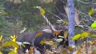 moose hunting in British Columbia  Jagd in Kanada  jakt i British Columbia JR Hunting [upl. by Ahsiret]