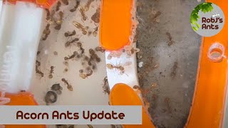 Whats Going On  Temnothorax pardoi Acorn Ants [upl. by Ayanej]