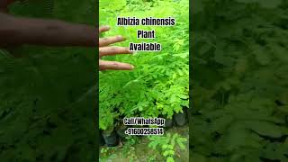 Albizia chinensis Plant [upl. by Garry]